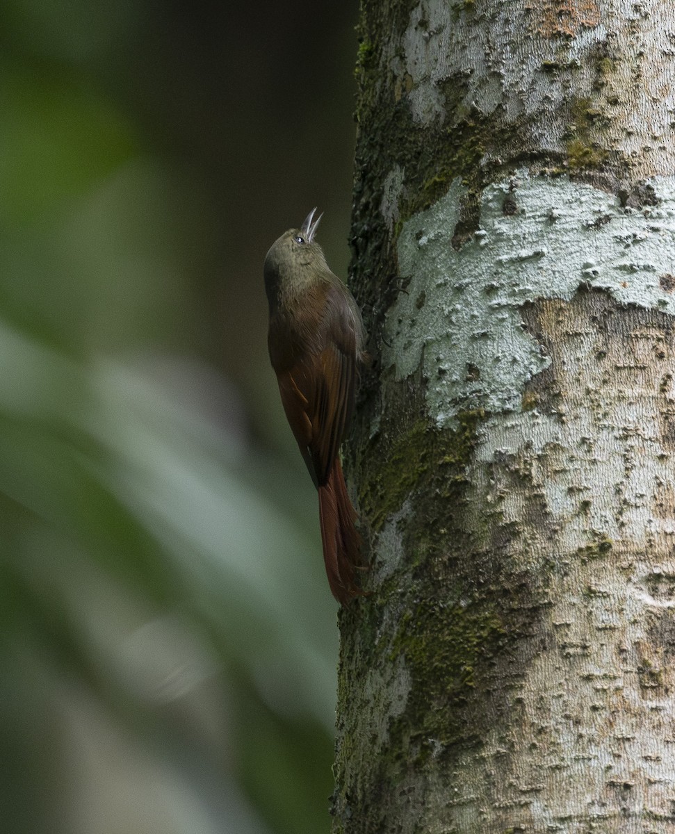 Olivaceous Woodcreeper (Grayish) - ML647634188