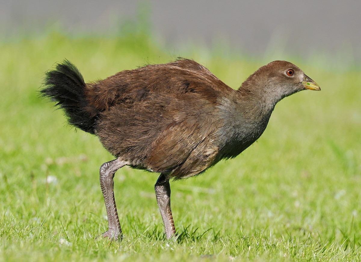Tasmanian Nativehen - ML647634226