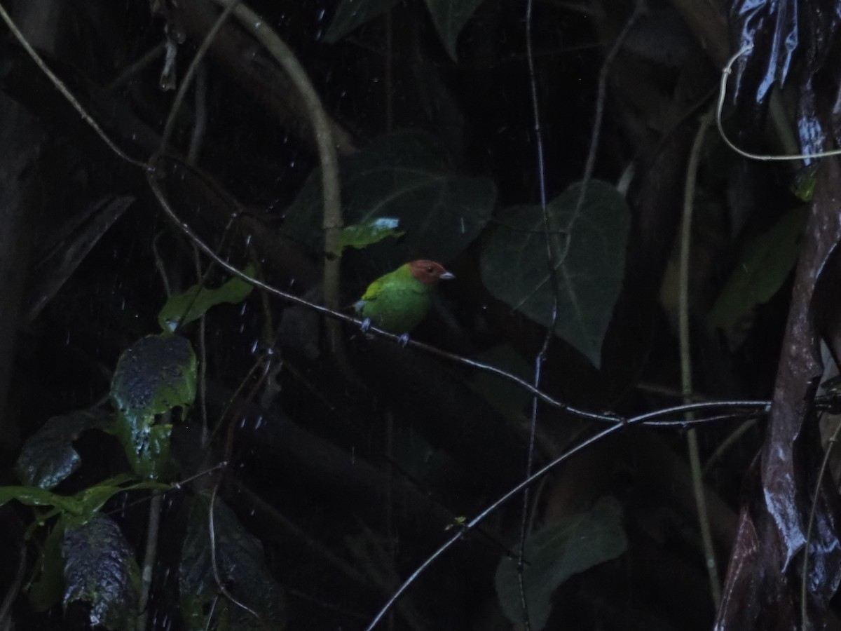 Bay-headed Tanager - ML647634236