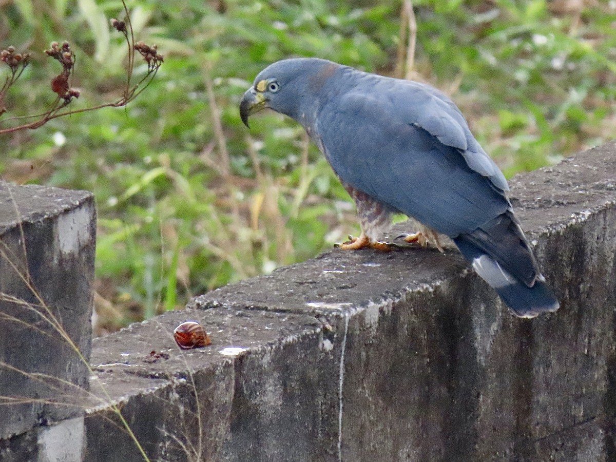 Hook-billed Kite (Hook-billed) - ML647634247