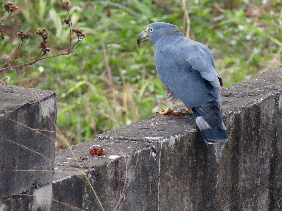 Hook-billed Kite (Hook-billed) - ML647634248