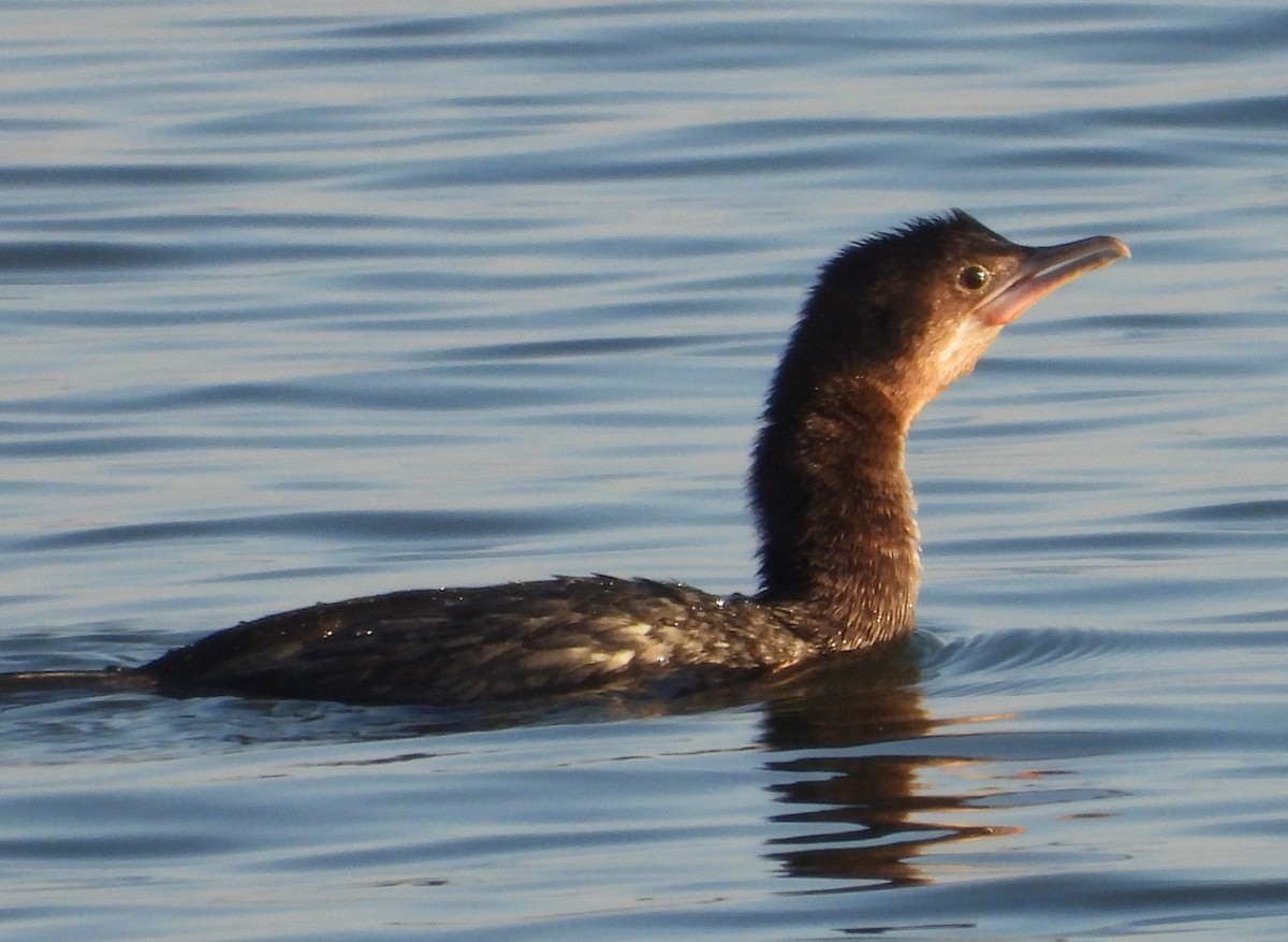 Баклан малий - ML647634255