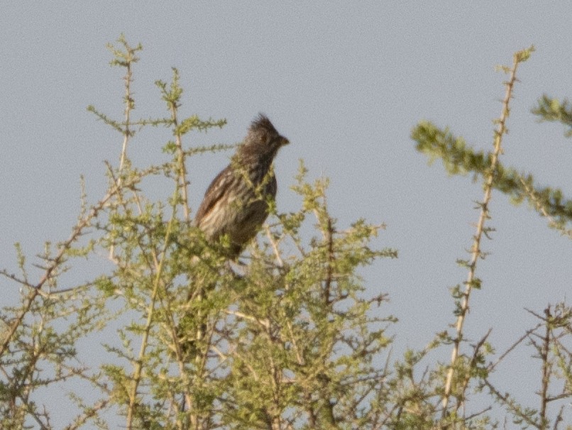 Crested Gallito - ML647634260