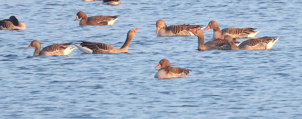 Oie cendrée - ML647634275