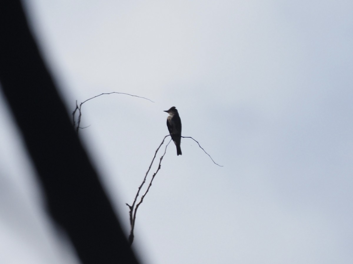 Olive-sided Flycatcher - ML647634278