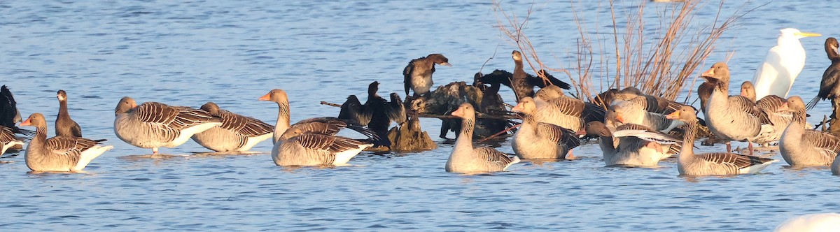 Oie cendrée - ML647634280