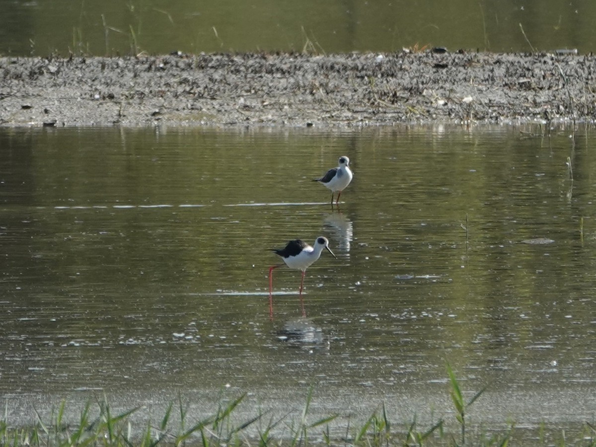 高蹺鴴 - ML647634317