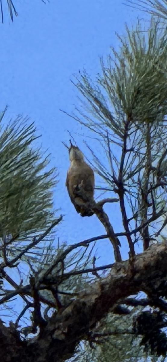 Red-breasted Nuthatch - ML647634320