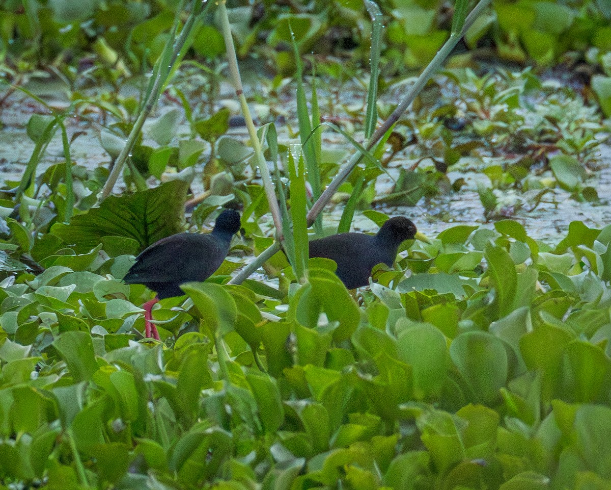 svartrikse - ML647634350