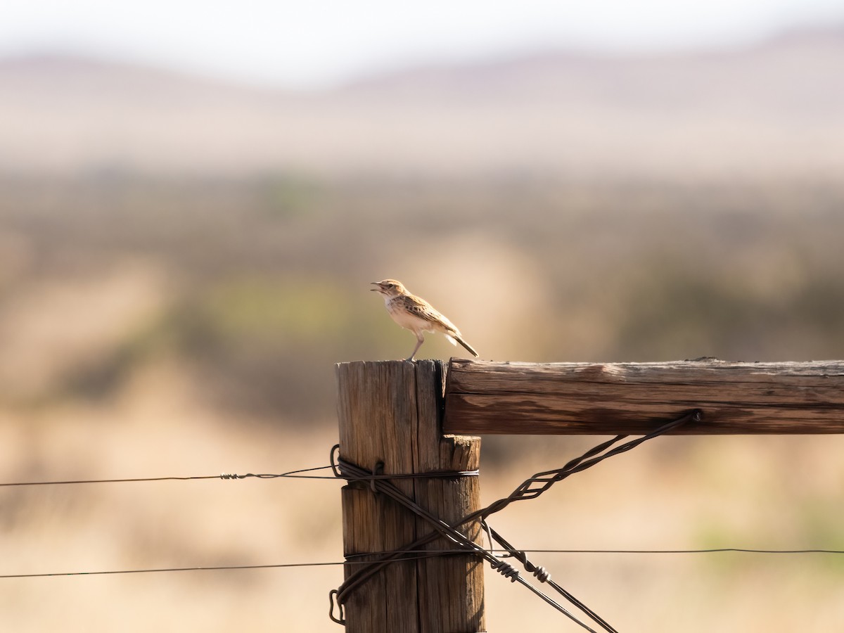 krattlerke (africanoides gr.) - ML647634352