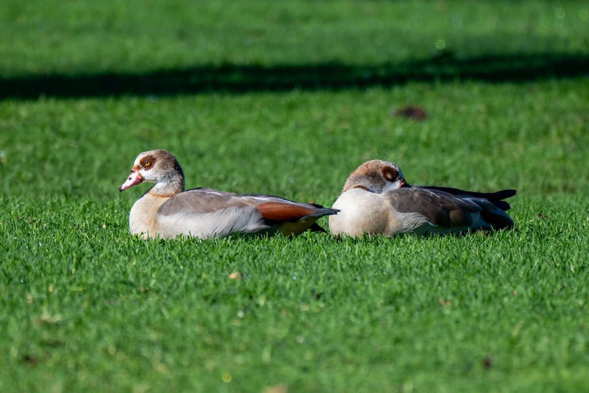Egyptian Goose - ML647634361