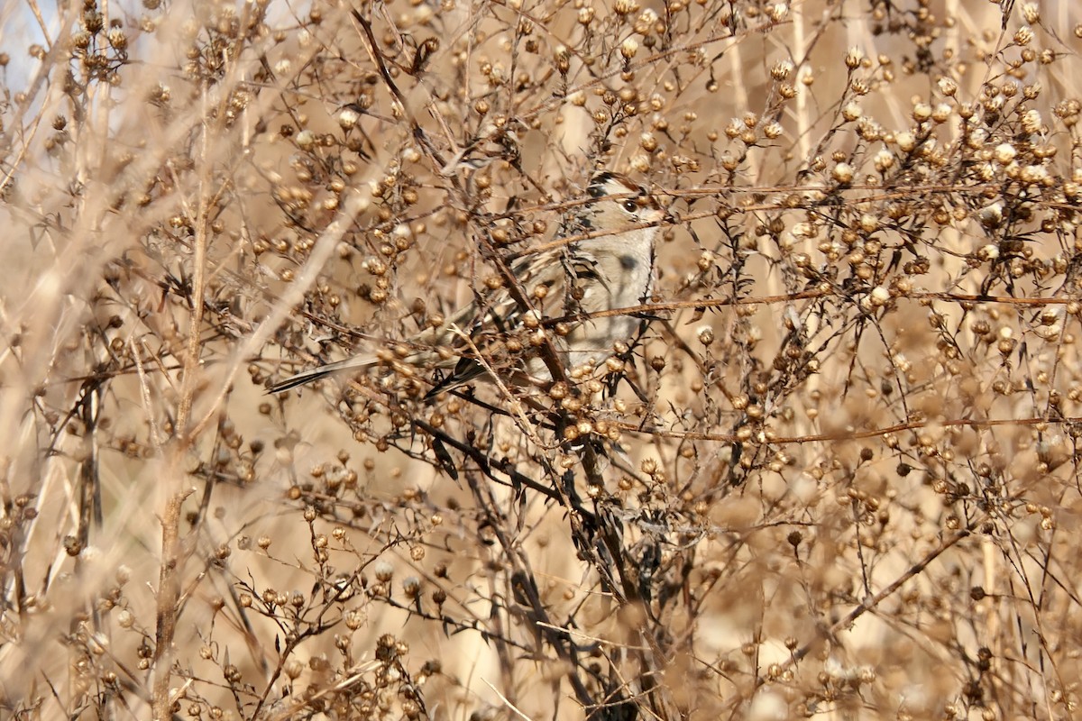 White-crowned Sparrow - ML647634363