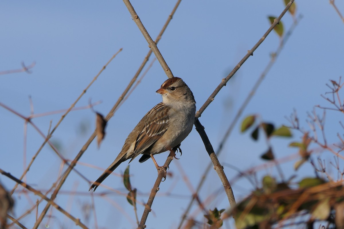 White-crowned Sparrow - ML647634366