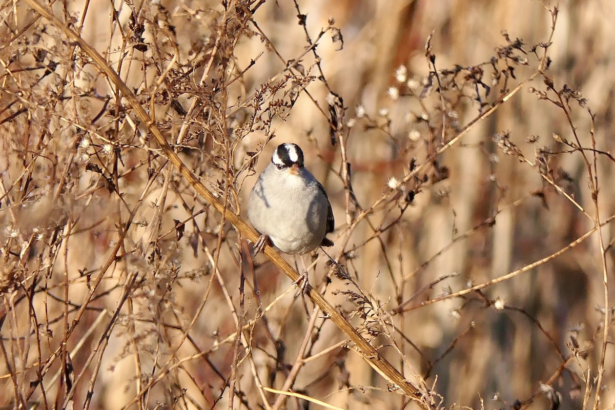 White-crowned Sparrow - ML647634368