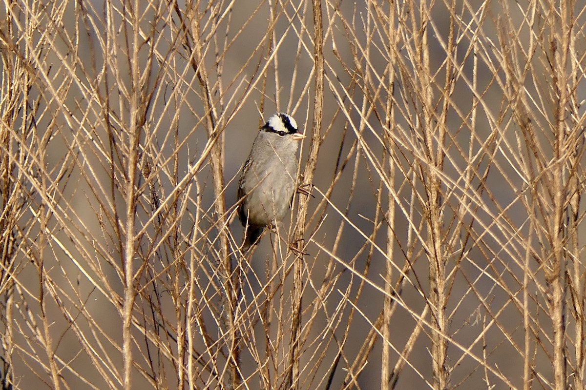 White-crowned Sparrow - ML647634369