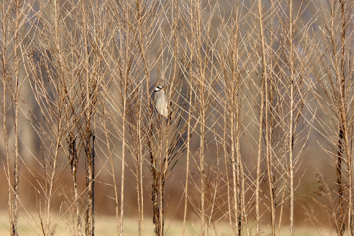 White-crowned Sparrow - ML647634370
