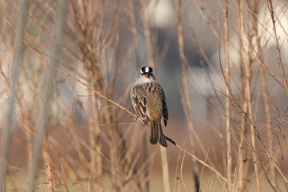 White-crowned Sparrow - ML647634371
