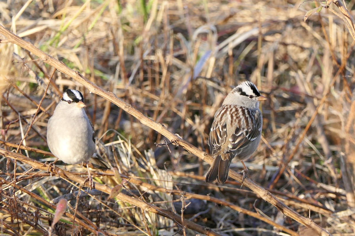White-crowned Sparrow - ML647634372