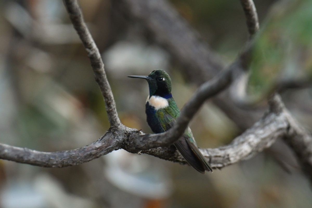 Hyacinth Visorbearer - ML647634375