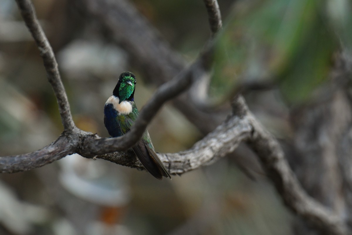 Hyacinth Visorbearer - ML647634377