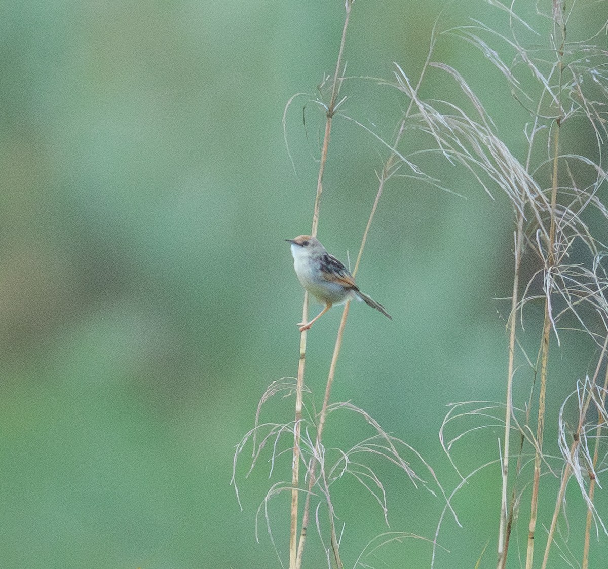 Rufous-winged Cisticola - ML647634378