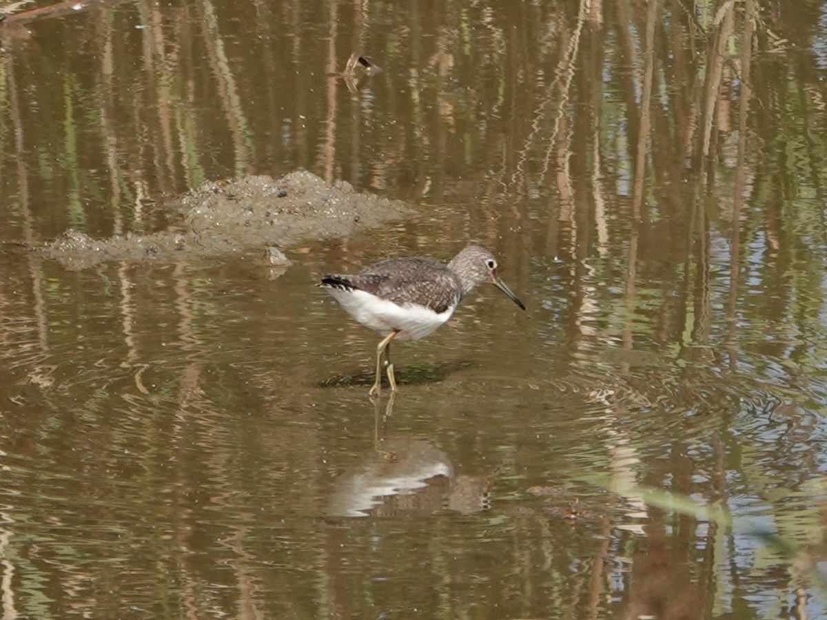 Green Sandpiper - ML647634379
