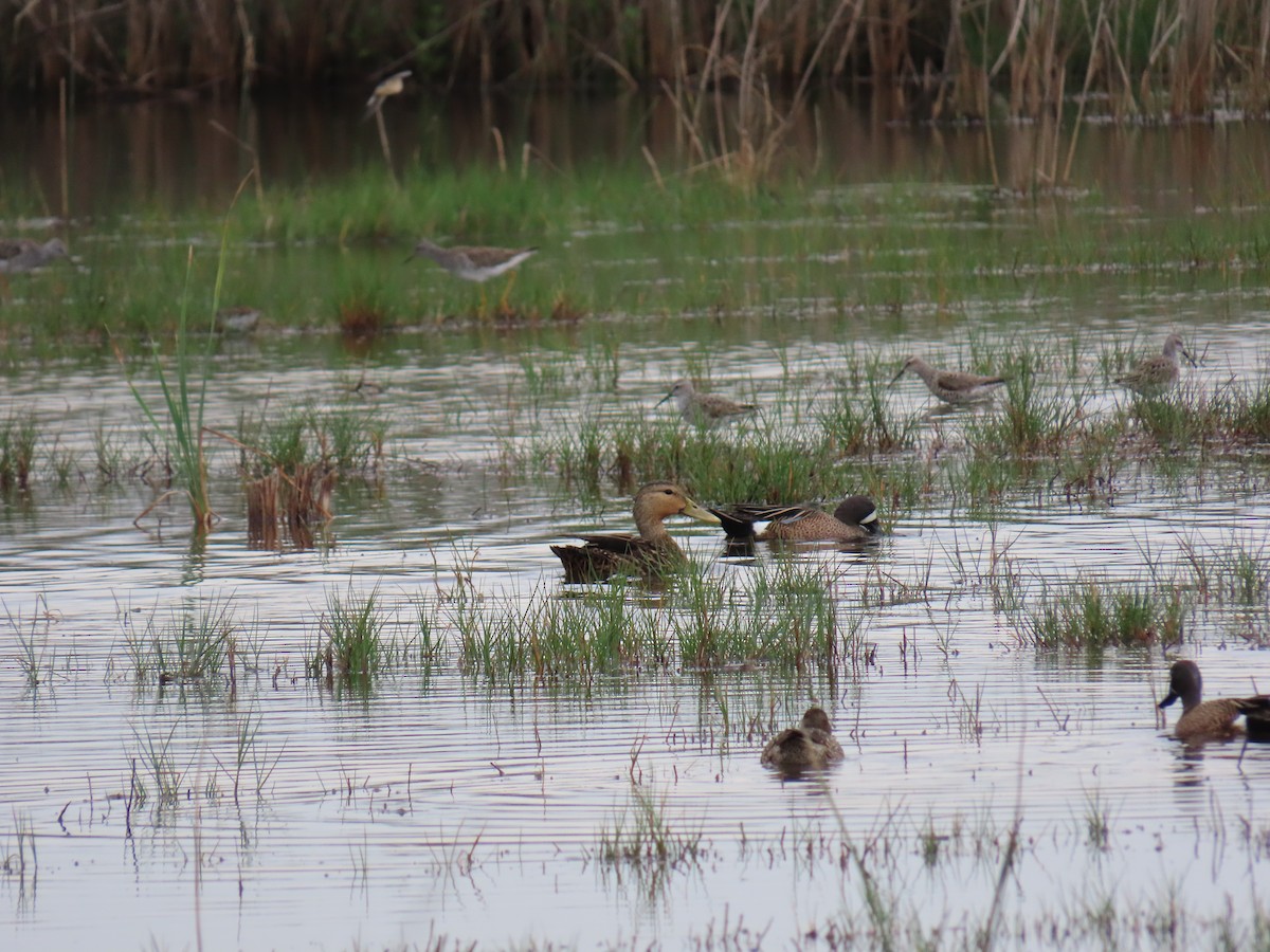 Mottled Duck - ML647634382