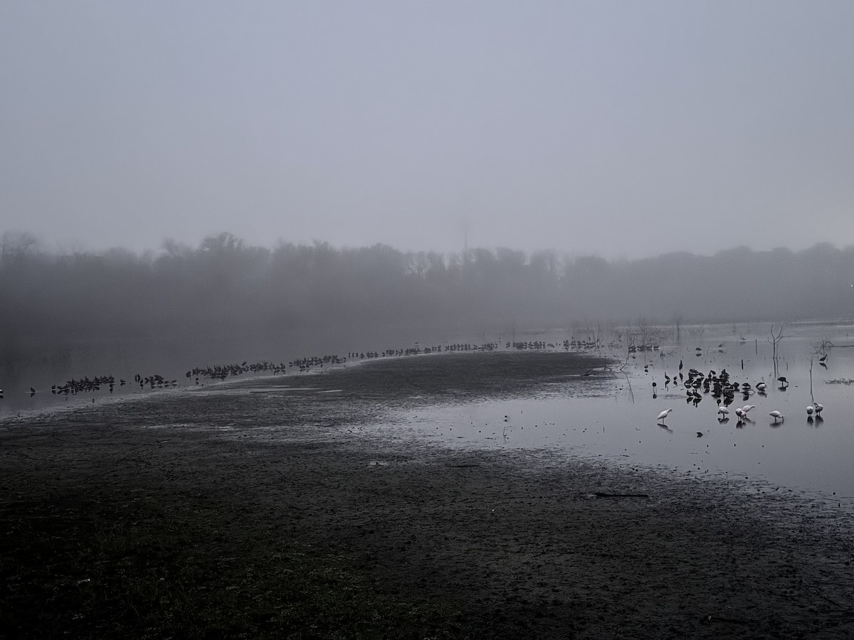 Black-bellied Whistling-Duck - ML647634383