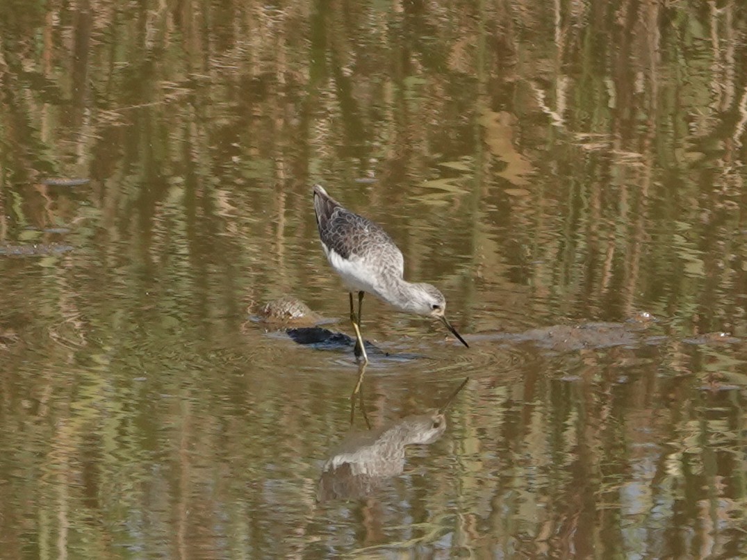 Marsh Sandpiper - ML647634384