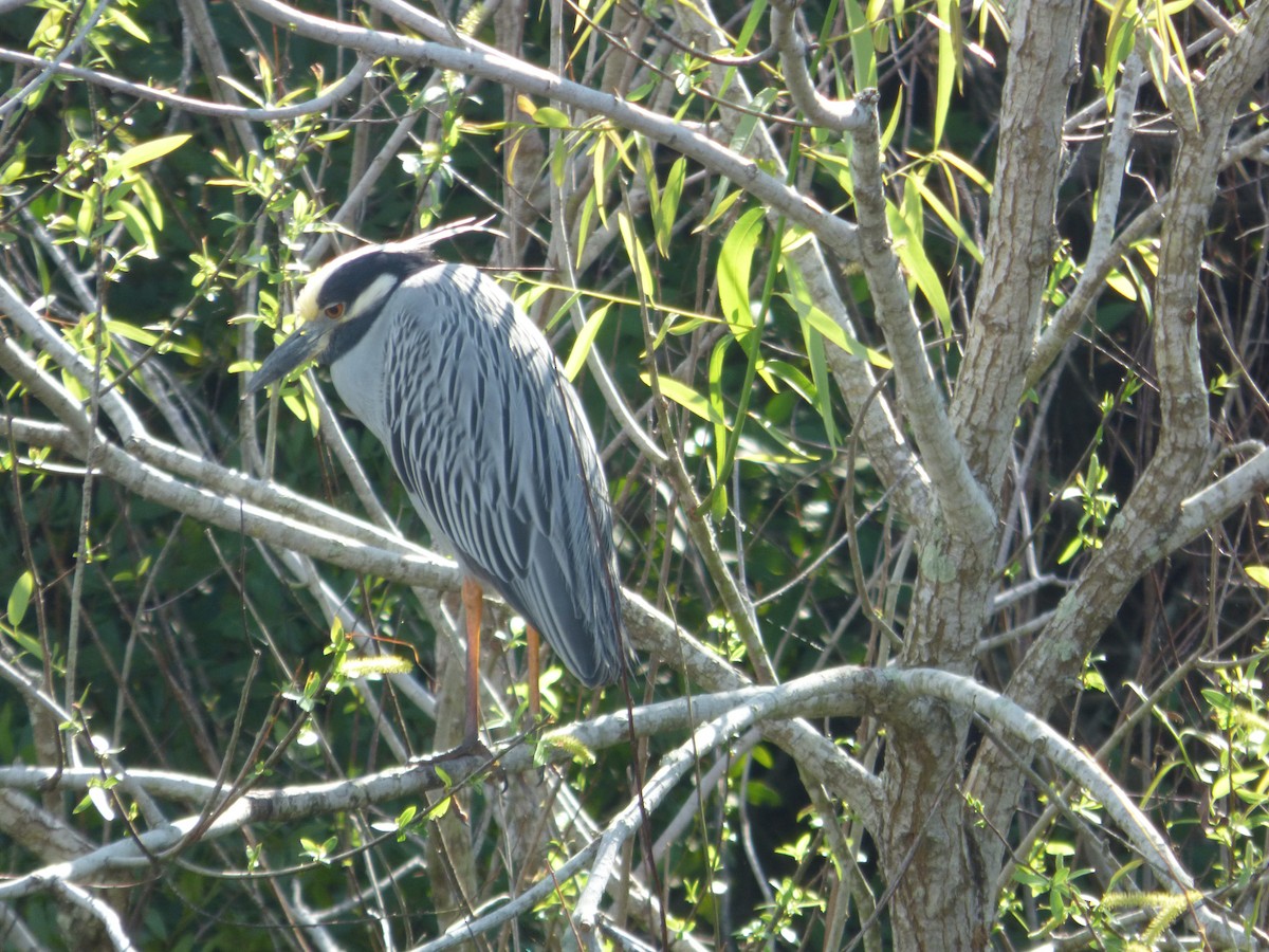 Yellow-crowned Night Heron - ML647634385