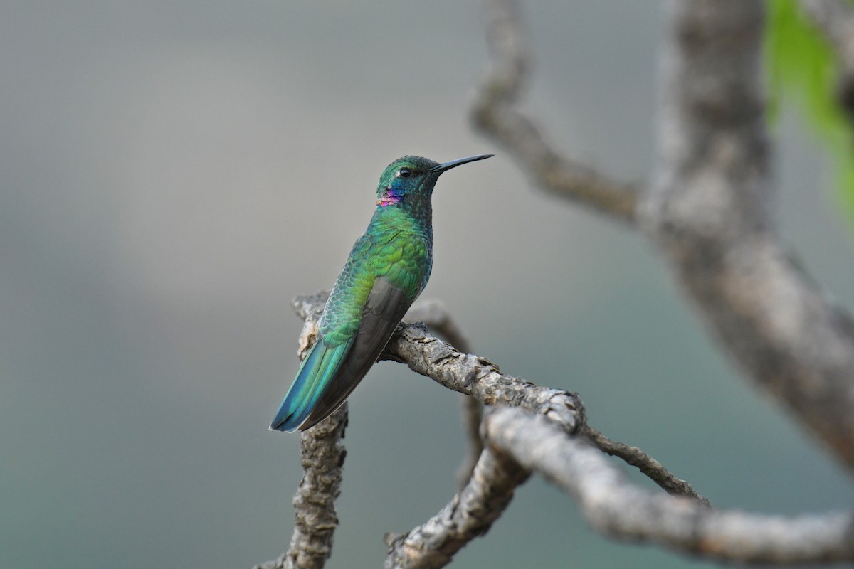 White-vented Violetear - ML647634386