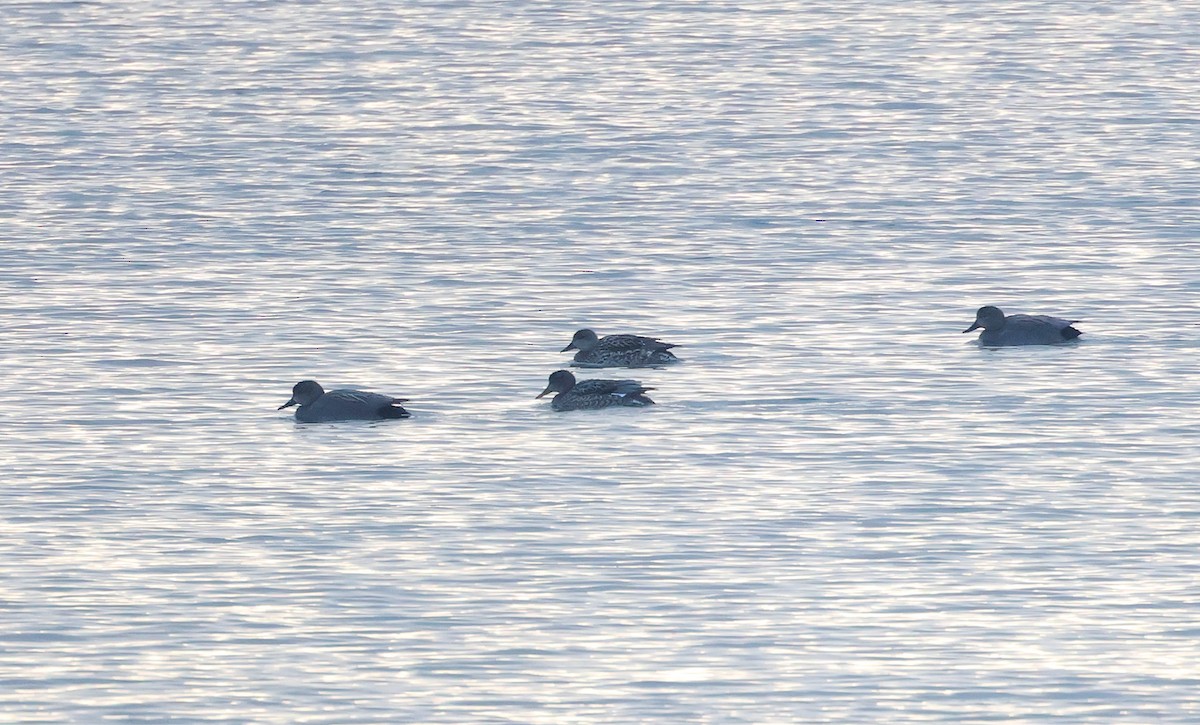 Gadwall - ML647634387