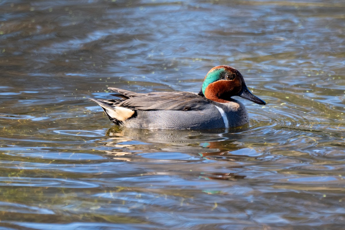 Green-winged Teal - ML647634388