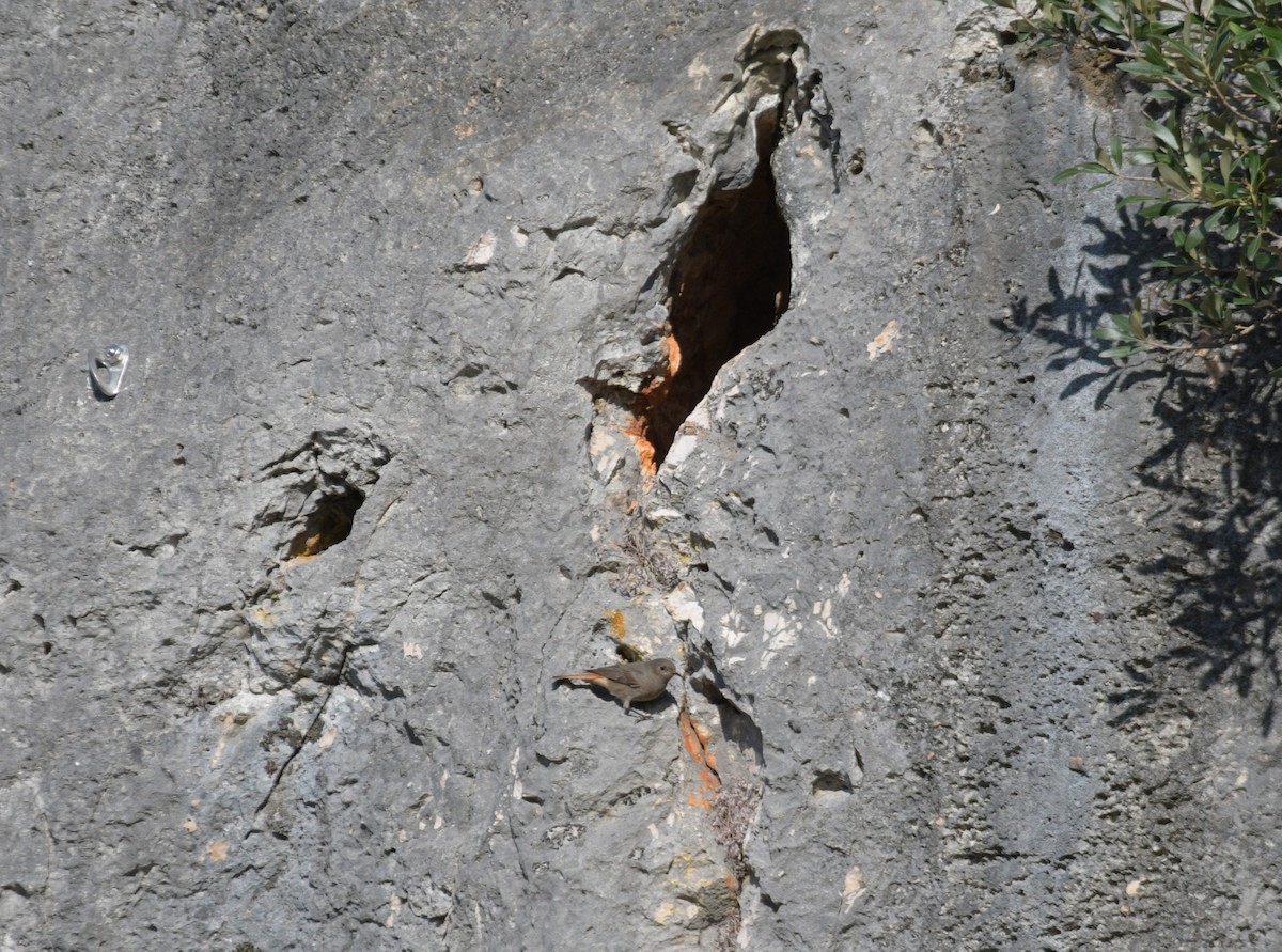 Black Redstart - ML647634389