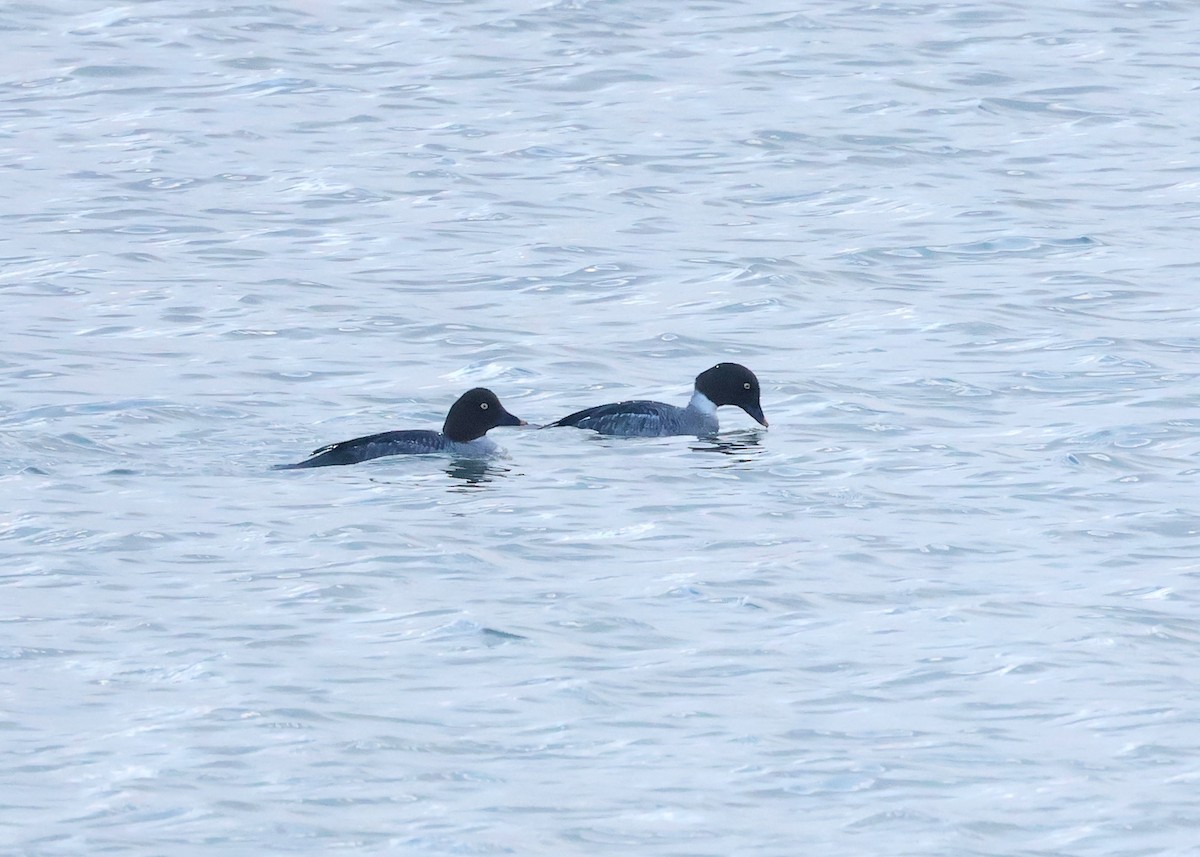 Common Goldeneye - ML647634390