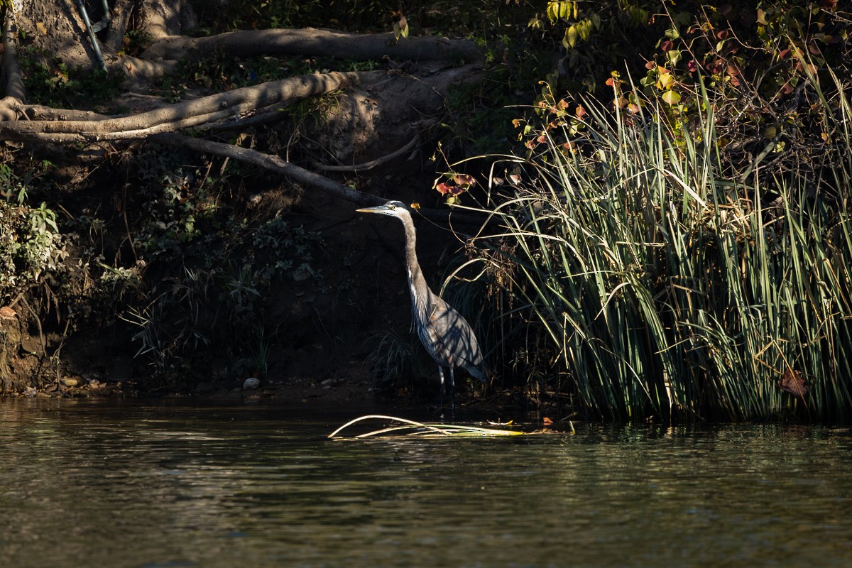 Great Blue Heron - ML647634392