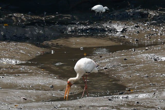 Milky Stork - ML647634393