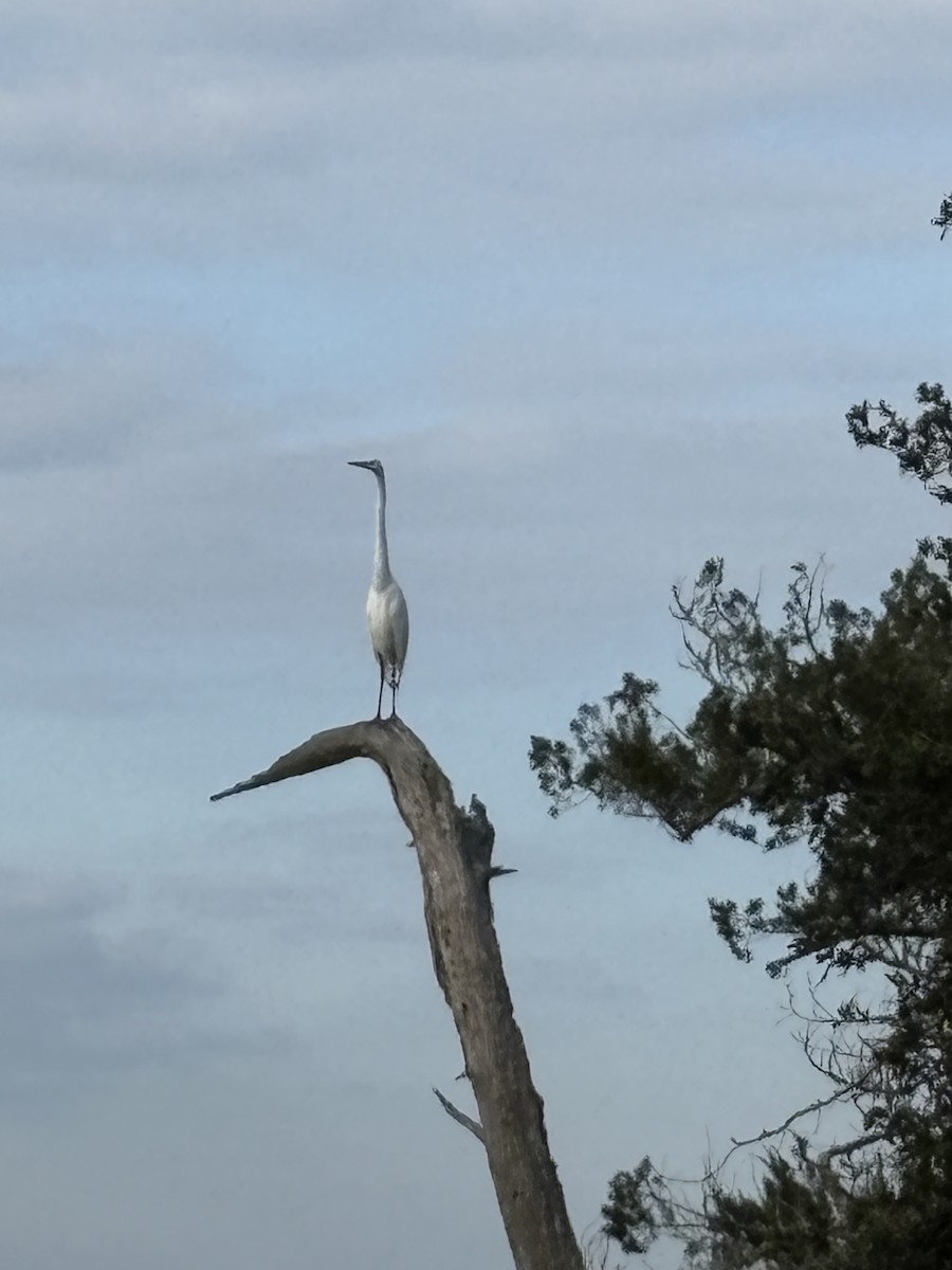 Great Egret - ML647634394
