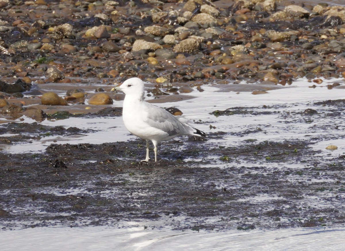 Common Gull - ML647634398