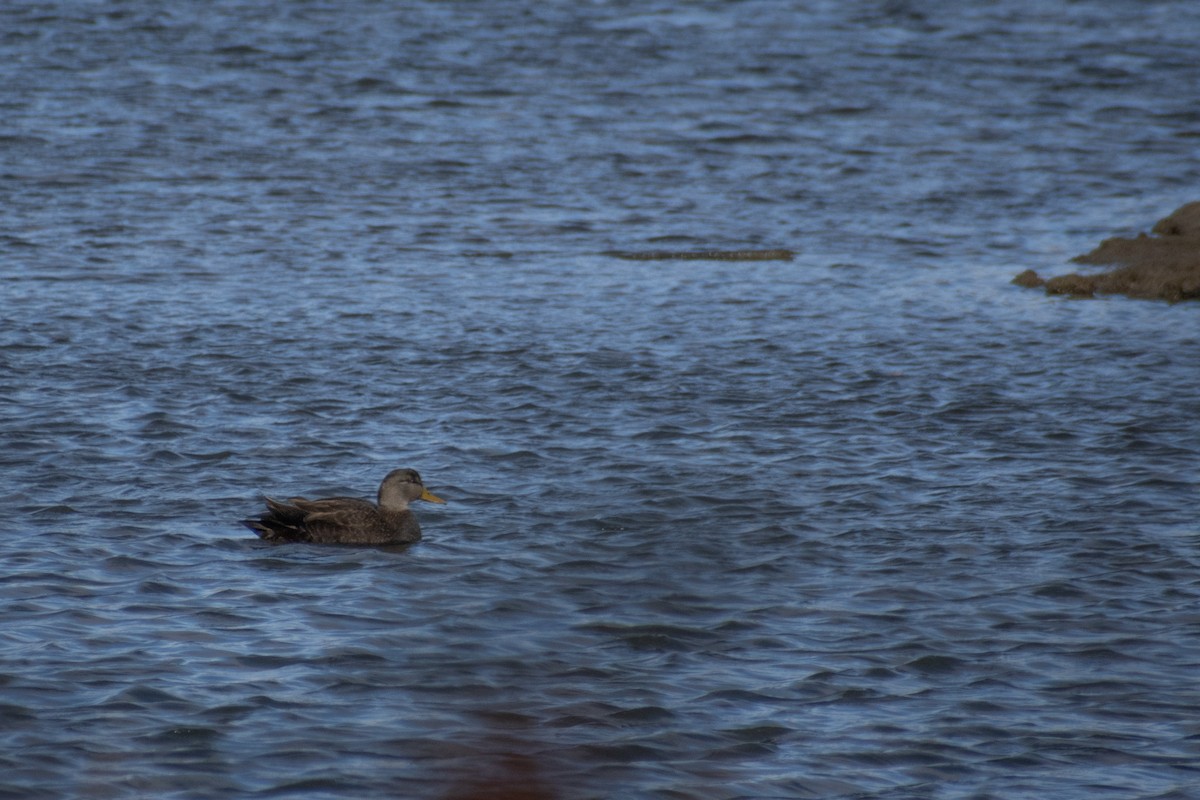 Ahate iluna - ML647634401