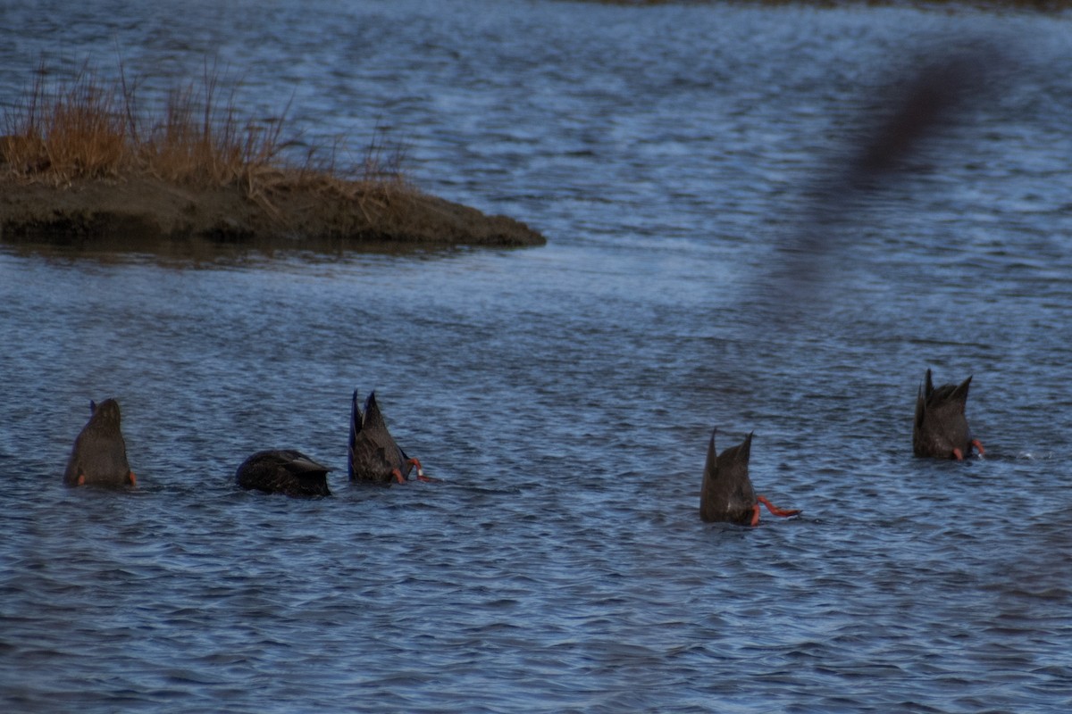 Ahate iluna - ML647634402