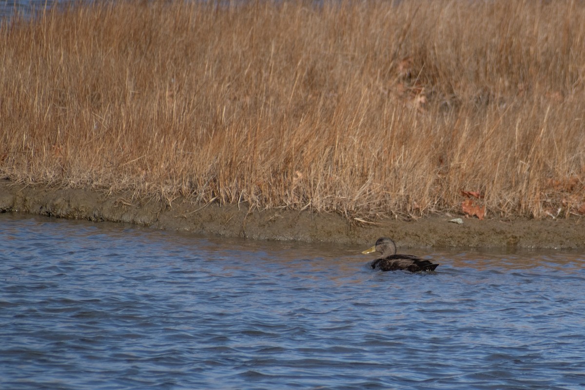 Ahate iluna - ML647634403