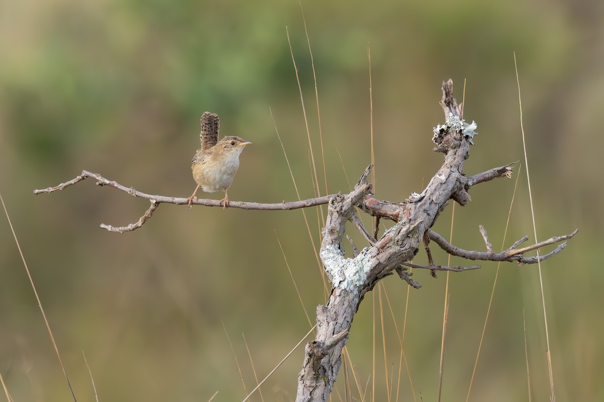 Grass Wren - ML647634418