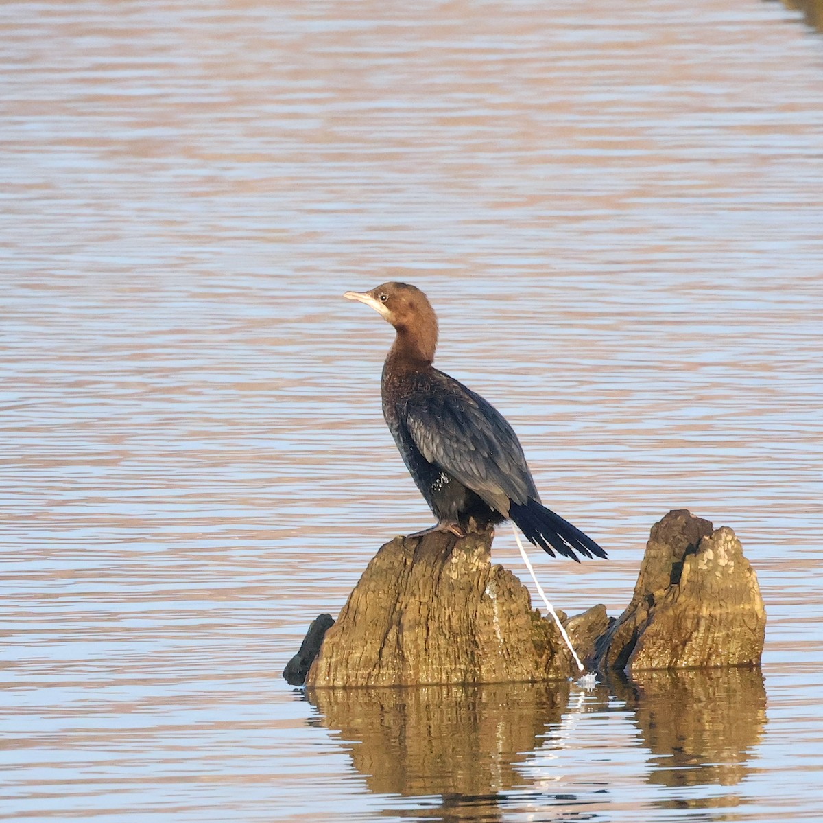 Баклан малий - ML647634431