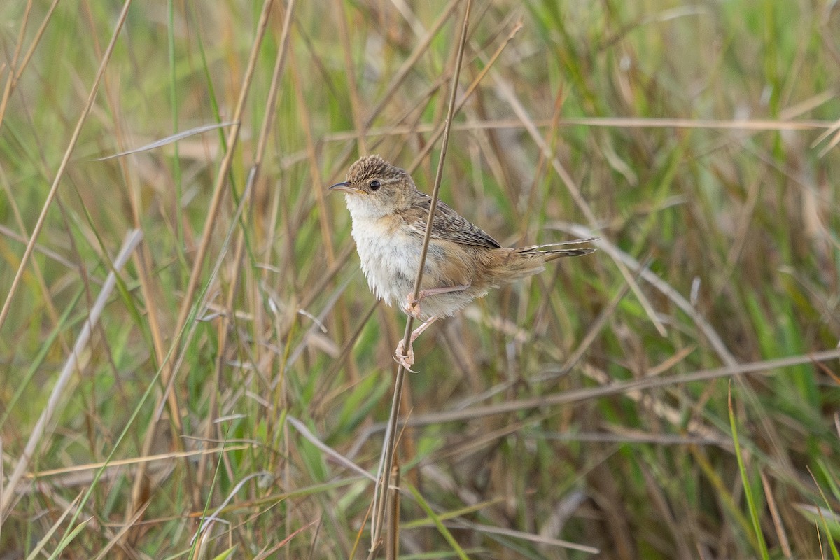 Grass Wren - ML647634439