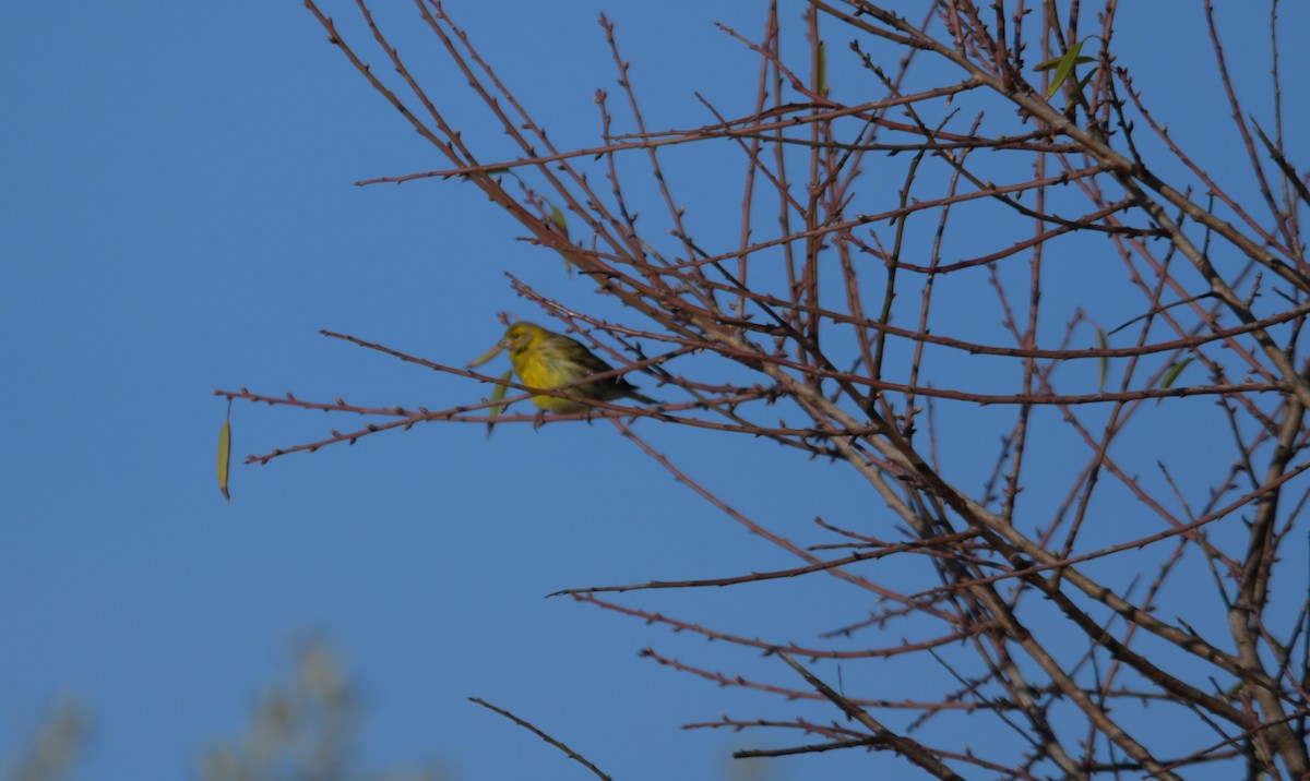 Girlitz - ML647634471