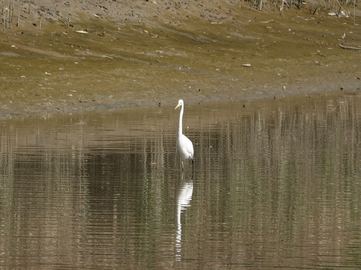 Koartza zuria - ML647634496