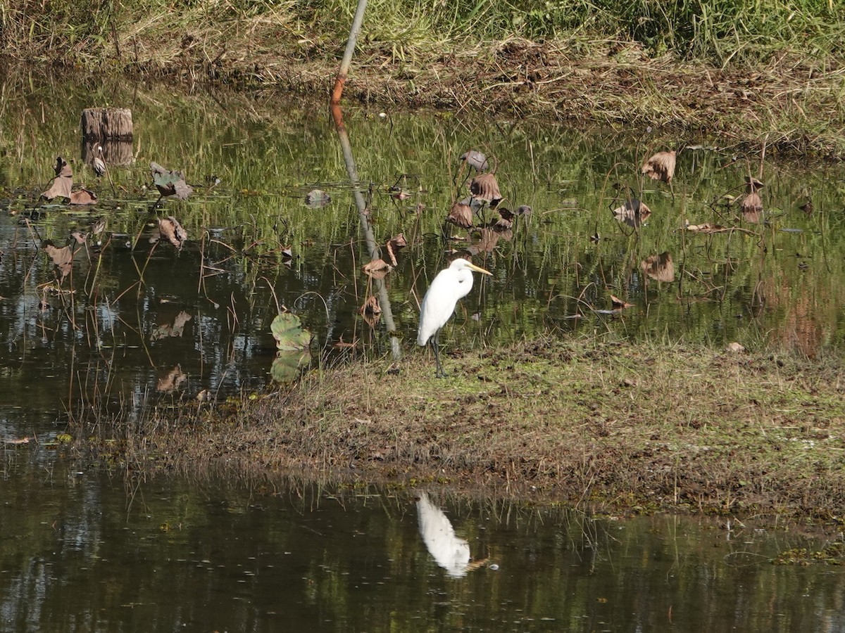 Koartza zuria - ML647634497