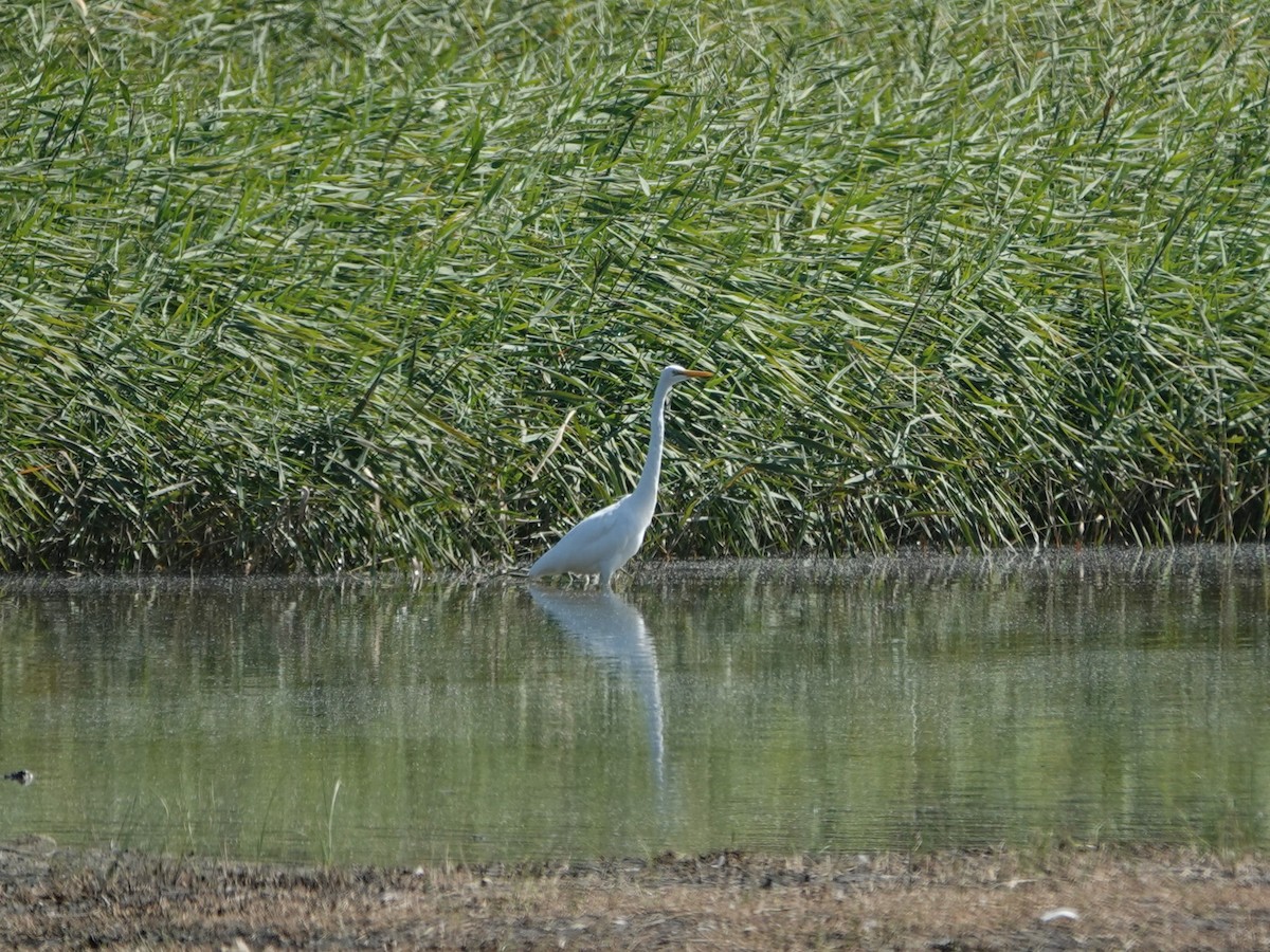 Koartza zuria - ML647634498