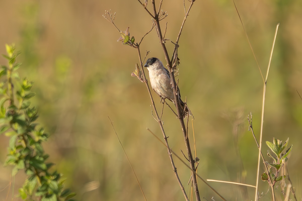 Pearly-bellied Seedeater - ML647634510